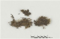 藏品(毛柄苔屬 )的圖片